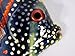 XL Handpainted Tropical Fish Replica Wall Plaque - Purple, 7