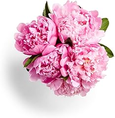 Whole Foods Market, Peony, 5 Stem