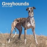 Greyhounds 2020 12 x 12 Inch Monthly Square Wall Calendar, Animals Dog Breeds by