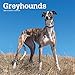Greyhounds 2020 12 x 12 Inch Monthly Square Wall Calendar, Animals Dog Breeds by