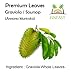 FINFAST Air-dried Guanabana / Soursop / Graviola / Guyabano Leaves (+/- 250 Premium Leaves, 100 Grams)