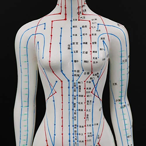 Acupuncture Model 48cm Female with Base Human Acupuncture meridians Model Acupuncture Starter Kit - Thumbnail 7