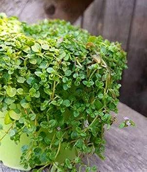 Korsische Minze - Mentha requienii - 20 Samen: Amazon.de: Garten