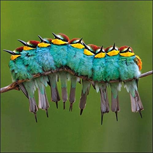 Photographic Greeting Card, (WDM-429170), Birthday/Blank, Nine European Bee-Eaters On A Branch, From The RSPB Range