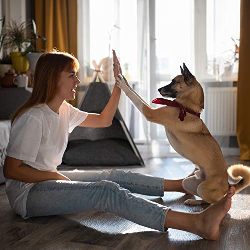 Relaxdays Hondentent, kleine huisdiertipi voor honden en katten, van vilt en hout, met kussen, 70,5 x 59,5 x 59 cm… - Afbeelding 4