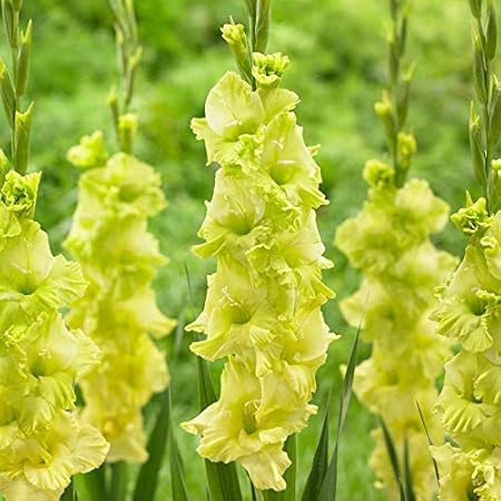 FernsFly IMP. Sword lily Gladiolus | Gladiola | Gladioli Flower Bulbs Home Outdoor Flowering Gardening Bulbs Blooming planting (Pack of 20 Green Star Gladiolus)