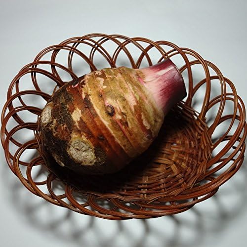 赤芽親芋 里芋 福岡産 供え