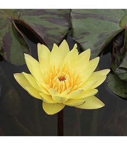 Hardy Water Lily Rhizome Bundle - 3 Pre-Grown Tubers In Pink, Yellow, Orange For Ponds & Water Gardens
