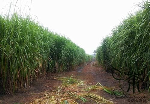 Perennial Hybridized Pennisetum Purpureum 200Pcs / Bag, Family Poaceae Ugandan Grass, Natural Forage Elephant Grass