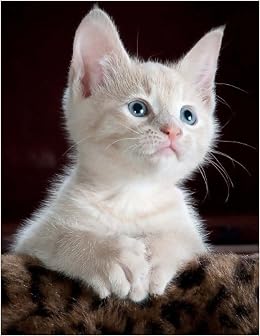 Kitten Notebook White Blue Eyed Kitten Notebook Composition Book
