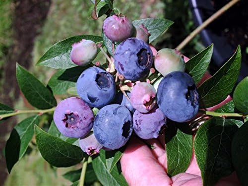 Privick Mill Nursery/Northern Highbush Blueberry / 25 Seeds/Vaccinium Corymbosum/Healthy Berries