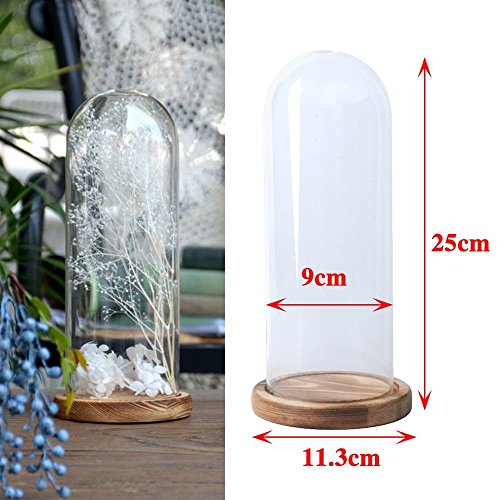 Reelva Decorative Clear Glass Cloche Bell Jar Display Case (D9cmH25cm)