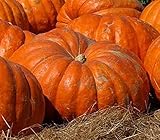 Atlantic Giant Pumpkin Seeds - These Are the Record Breaking Pumpkins!