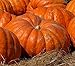 Atlantic Giant Pumpkin Seeds - These Are the Record Breaking Pumpkins!