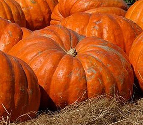 Atlantic Giant Pumpkin Seeds - These Are the Record Breaking Pumpkins!