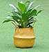 Natural Seagrass Belly Basket Panier Storage Plant Pot Collapsible Nursery Laundry Tote Bag with Handles (14