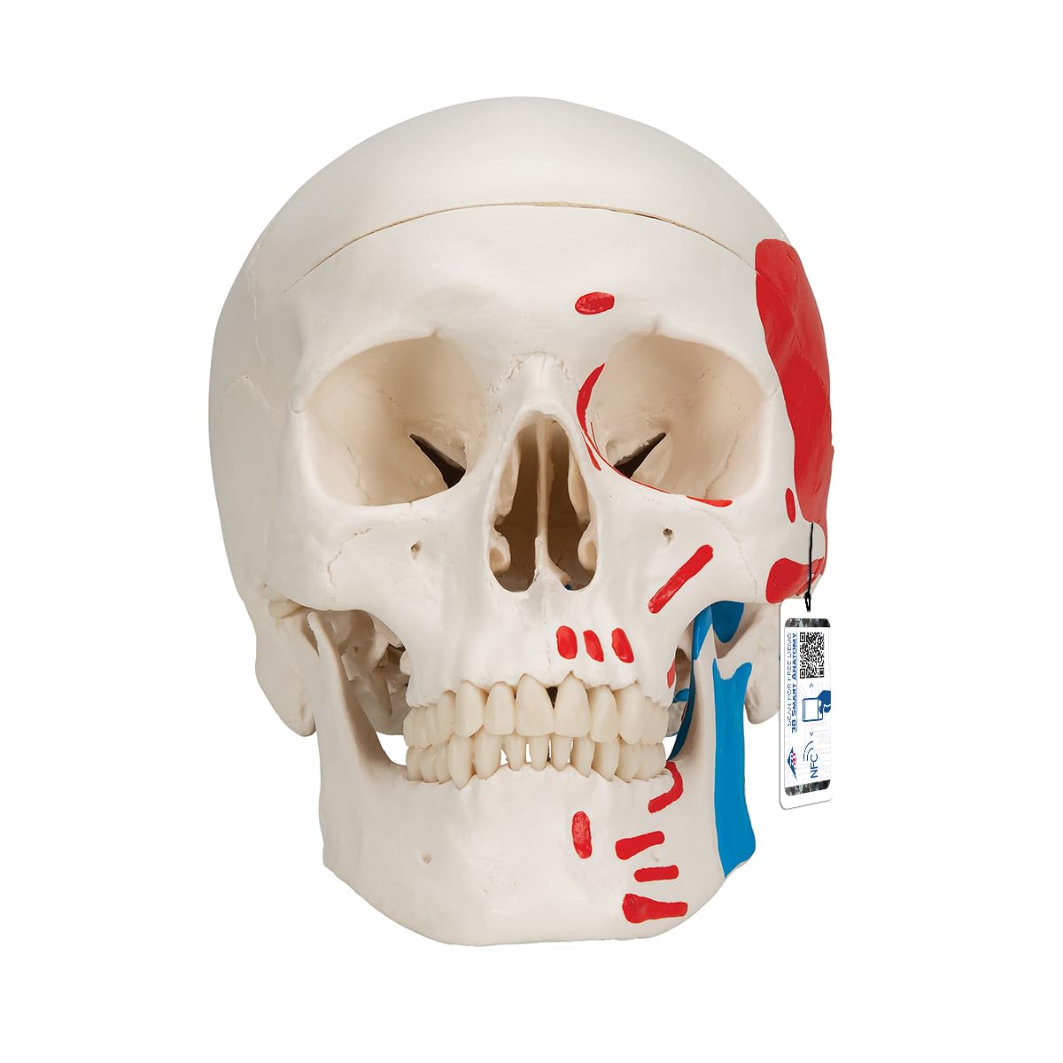 3B Scientific A23 Human Anatomy - Classic Human Skull Model with Magnetic Connections, Painted, 3 Parts + free Anatomy App - 3B Smart Anatomy, 3 part painted skull model