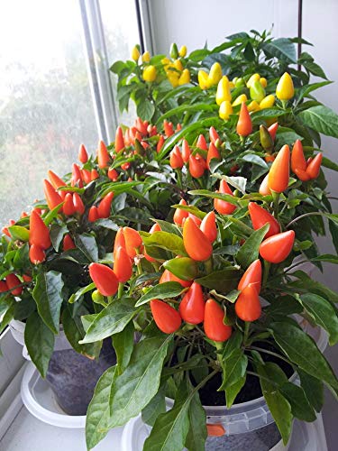 Ornamental Hot Chili Dwarf Pepper Mix Organic Seeds Rare up to 30 Seeds - Thumbnail 4