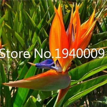 AGROBITS Saat: Verkauf! 100 StÃ¼ck Seltene Zimmerpflanzen Strelitzia Reginae flores Hybrid-Paradies plantas Plant Bonsai-Anla