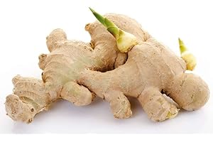 10 Live Sprouted Rhizomes of Heirloom Peruvian Ginger (Zingiber officinale) for Growing and Eating by Greenhouse PCA