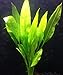 Amazon Sword Plant Echinodorus Bleheri Tall Bunch Live Aquarium Plants Freshwater Planted Tank Decorations by Mainam