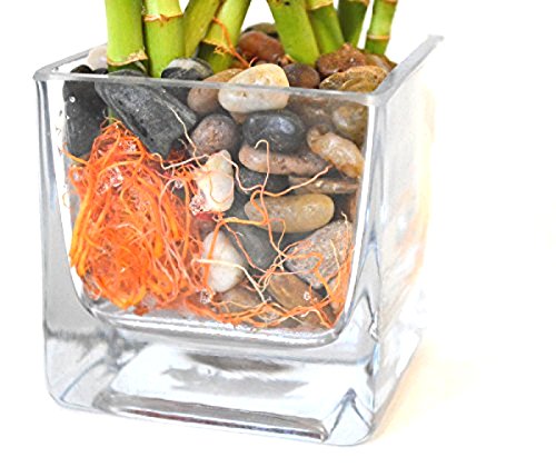 HOT Live 8 Braided Lucky Bamboo Plant Handmade -Pebble & Vase Easy to grow Gift Idea