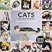 Cats on Instagram 2019 Wall Calendar by