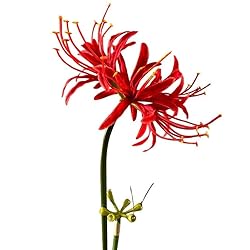 XIZHI 5 Stems Artificial Spider Lily Flowers 23.6