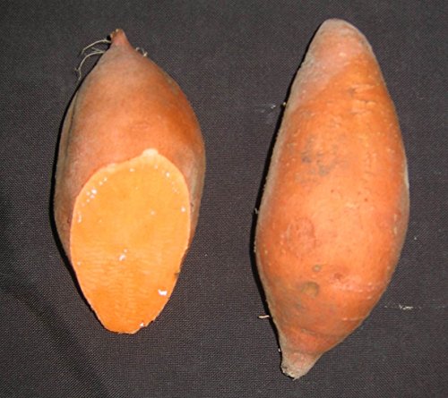 10 Sweet Potato Plants/Slips - Hernandez, Purple-stemmed with light red-skin and orange flesh