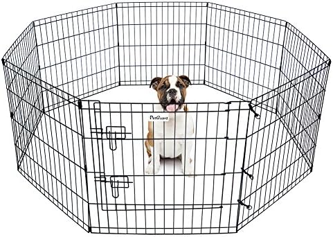 dachshund miniature poodle mix