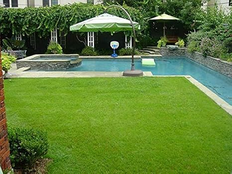 Maliagarden Lawn Grass Bermuda Grass Carpet Grass Seeds Pack
