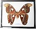 REAL VERY BIG SIZE ATLAS MOTH FRAMED DISPLAY INSECT TAXIDERMY SIZE 11