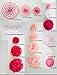 PINK PARTY KIT! 27 Pretty Pieces! Huge & Tiny Tissue Paper Flowers, Pom Poms, Lanterns, Honeycomb Balls, Fans. STYLIST Favorite! Celebration Decoration. So Cute.