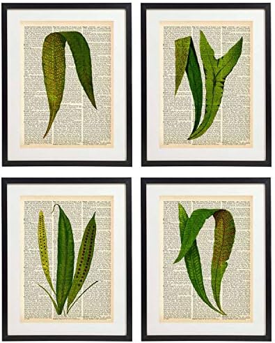Idiopix Fern Art Prints Vintage Botanical Wall Art Set Of 4 Prints Unframed No.2