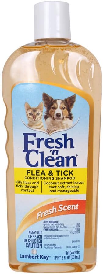 dog shih tzu poodle mix