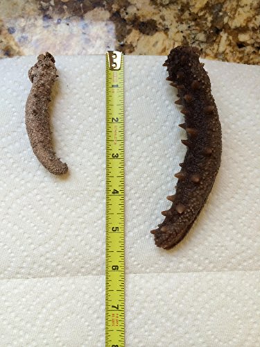 Alaska Red Dried Sea Cucumber-natural Sun Dried(Medium)1lb, Grade AAA