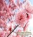 JAPANESE CHERRY BLOSSOM Fragrance Oil - 100% Pure Premium Grade Oil - Tender cherry blossom, sensual white lily and blushing violet petals blended with a hint of warm vanilla - BULK Frangrance Oil By Oakland Gardens (030 mL - 1.0 fl oz Bottle)