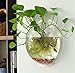 Sweetsea Hanging Wall Mounted 1 Gallon Fish Tank Bowl Aquarium Wall Decor Plant Fish Bubble - Clear (Large)
