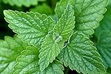 Catnip Herb Seeds 300 Seeds Garden Seed Cat Lovers