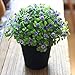 VGIA Small Artificial Plants for Home Decor Fake Flowers in Pot Lovely Decoration (Purple)