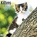 2020 Kittens Wall Calendar by Bright Day, 16 Month 12 x 12 Inch, Cute Cat Kitty Animals Feline