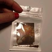 Semi Di Pleiospilos Tricolore - 40 Semi Con Substrato - Pianta Grasa Che Sembra Pietra - Foto 8