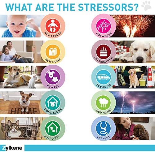 zylkene for dogs petbarn