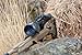 Armasight Nemesis6x-ID Gen 2+ Night Vision Rifle Scope w/6x Magnification