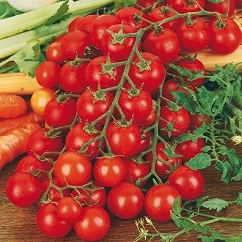 Ciliegino Tomato Seeds - A famous, sweet Sicilian cherry tomato!! Hundreds!!!!(100 - Seeds)