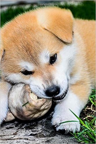 buy akita inu puppy