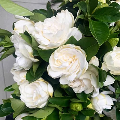 200+ Gardenia Seeds Cape Jasmine Flower Seed For Home Garden Planting