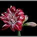 Potted Flowers Red Amaryllis Bulbs,Hippeastrum Bulbs (they are not Hippeastrum seeds) - 2 Bulbs