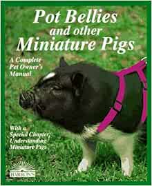 raising pot belly pigs