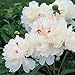 Festiva Maxima Bareroot Peony, 2-3 Eye, Great for Fall Planting!